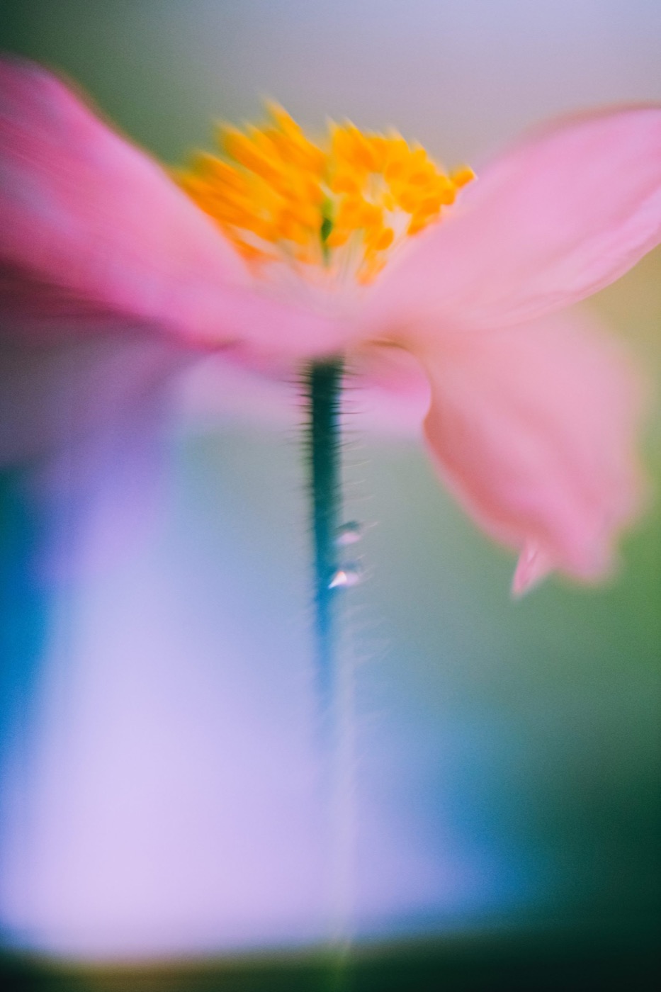 Photograph by Hugo Martial