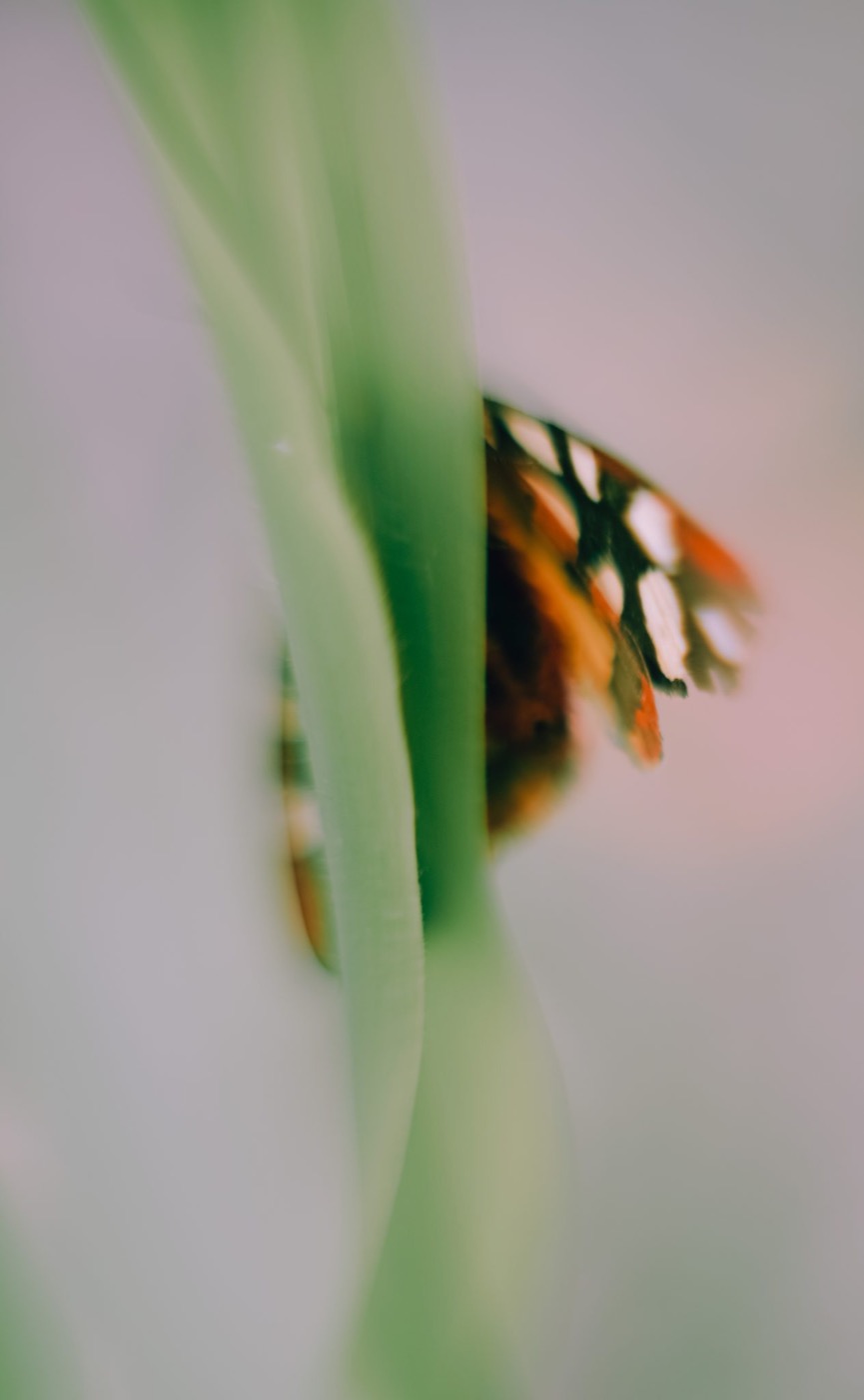 Photograph by Hugo Martial