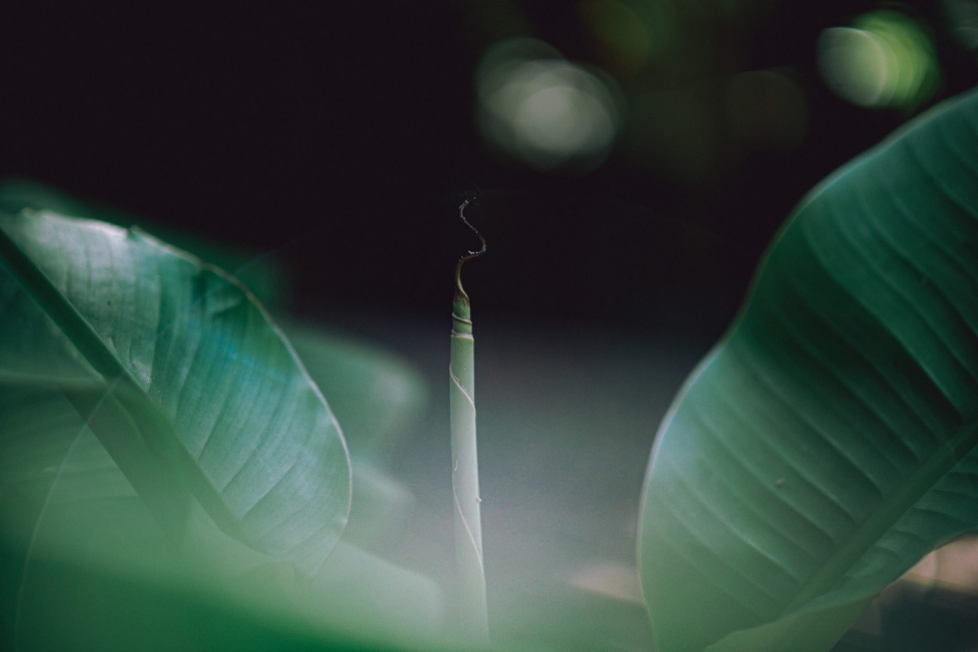 Photograph by Hugo Martial