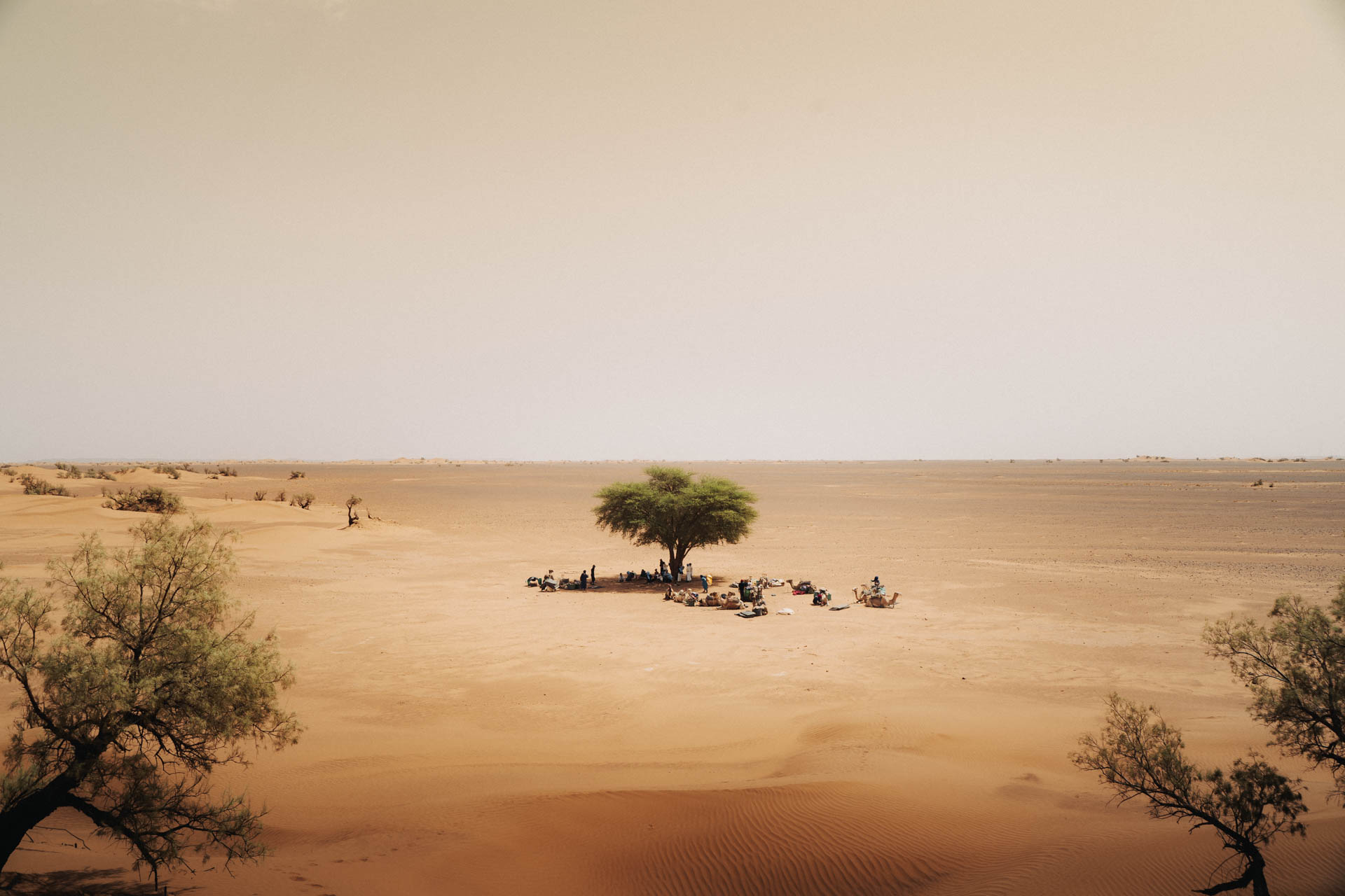 Desert camp under a solitary tree